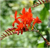 CrocosmiaLucifervn