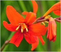 Crocosmia masoniorum closeup