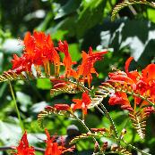 Crocosmiaonfire