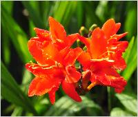 Crocosmia 'Orange Devil' 2