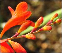 Crocosmia 'Queen Alexandra' closeupvn