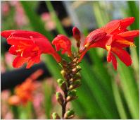 Crocosmia x crocosmioides 'Castle Ward Late' 