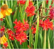 Crocosmia x crocosmioides 'Vulcan' mixed border with Helenium