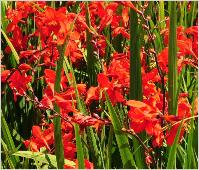 Crocosmia 'Zeal Tan'