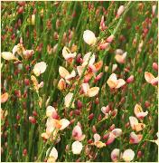 Cytisus 'Zeelandia' 2