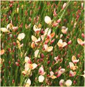 Cytisus 'Zeelandia' 2