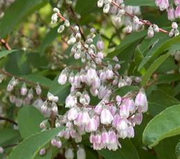 Deutzia crenata 'Pride of Rochester'