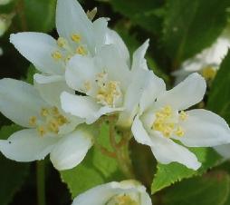 Deutzia gracilis closeup flowers