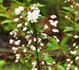 Deutzia gracilis x Deutzia parviflora 2a