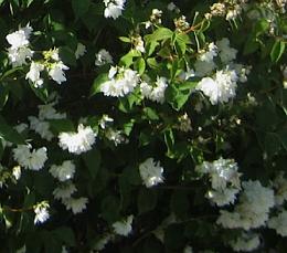 Deutzia crenata 'Pride of Rochester'