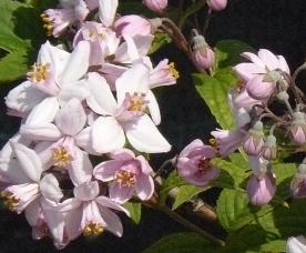 Deutzia 'Montrose'