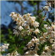 Deutzia ningpoensis bloemen arboretum Leen