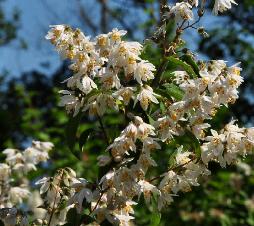 Deutzia ningpoensis bloemen closeup vnn Leen