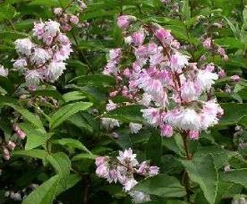 Deutzia scabra 'Codsall Pink'