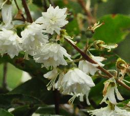 Deutzia ningpoensis bloemen closeup vnn Leen