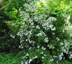 Deutzia setchuensis corymbilfora  