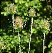 Dipsacus fullonum grote kaardebol vn