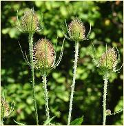 Dipsacus fullonum grote kaardebol vn