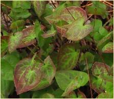 Epimedium x versicolor 'Sulphureum' kruising  E grandiflorum x E pinnatum ssp colchicum