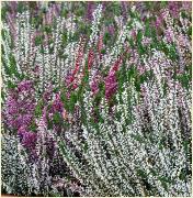 Erica carnea in soorten