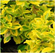 EuonymusfortuneiEmeraldandGoldlente2012jongbladvn