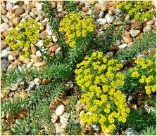 Euphorbia seguieriana rotstuin bloei