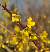 ForsythiaovataTerragoldcloseup