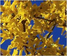 Forsythiaxintermedia