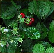 Fragaria vesca vruchten