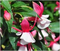 Fuchsia 'Alan Titchmarsh' closeup vn