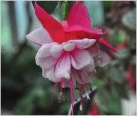 Fuchsia 'Anthea Day' closeup