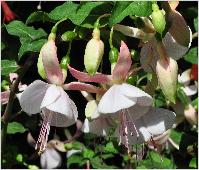 Fuchsia 'Carla Johnston' flowers