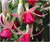 Fuchsia 'Celia'Smedley' closeupvn