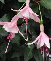 Fuchsia 'Crosby Serendipity'