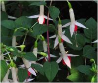 Fuchsia 'Deutsche Perle'