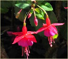 FuchsiaEmpressofPrussiabloem2