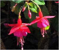 Fuchsia 'Empress of Prussia ' bloem2