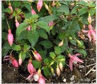 Fuchsia 'Loverdale Pearl'