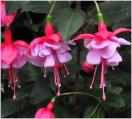 Fuchsia 'Heidi Ann'