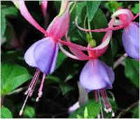 Fuchsia 'Jomam' vn