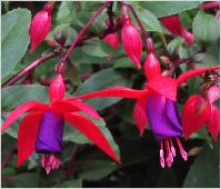 Fuchsia 'Komeet' vn