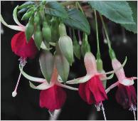 Fuchsia 'Laura'