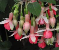 Fuchsia 'Machu Picchu' flowers