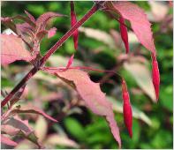 Fuchsia magellanica 'Versicolor'