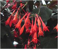 Fuchsia 'Obergartner Koch' bloemen flowers