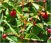 Fuchsia 'Oetnang'