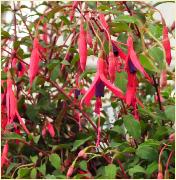 FuchsiaRicartonnii3