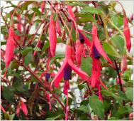 Fuchsia Ricartonnii 3