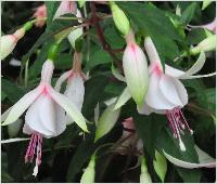 Fuchsia 'Shelford' flowers