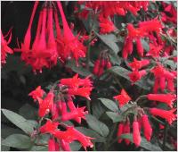 Fuchsia 'Timothy Thymus'